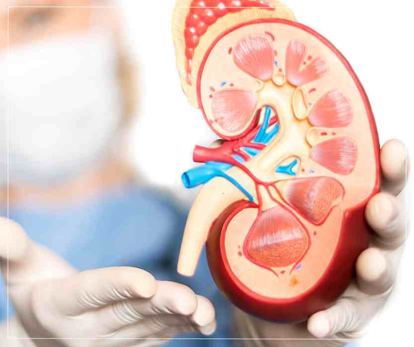Most Common Kidney Diseases Most Common Kidney Diseases